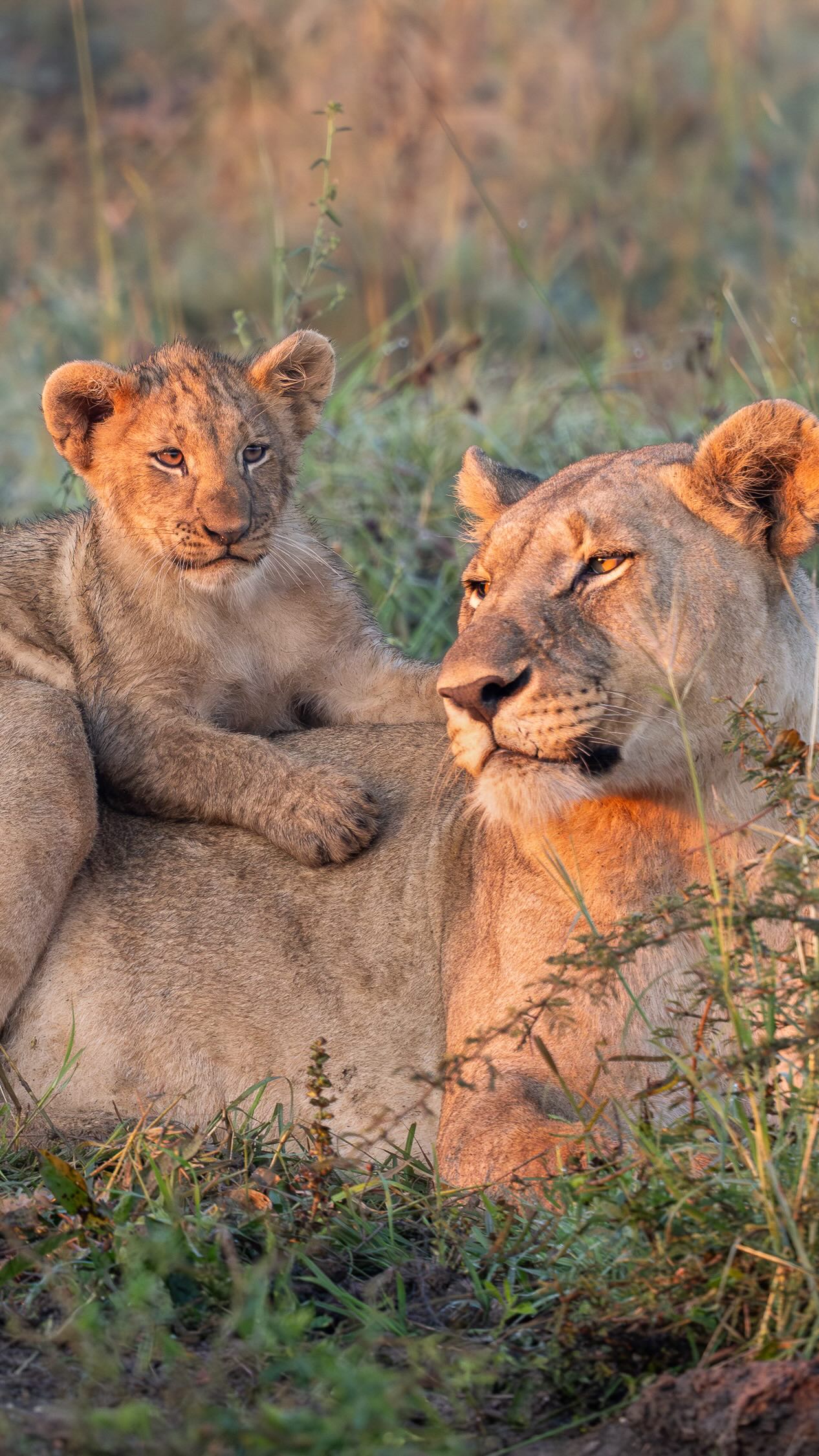 Instagram post by @wildafricaofficial for NATURE. Caption reads: An incredible morning sighting, lion cubs were....