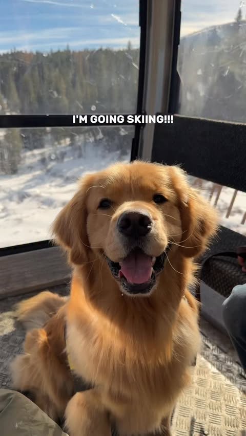 Instagram post by @zebbythegolden for Hertz. Caption reads: [...] headed to Golden, CO as a part of the Hertz....
