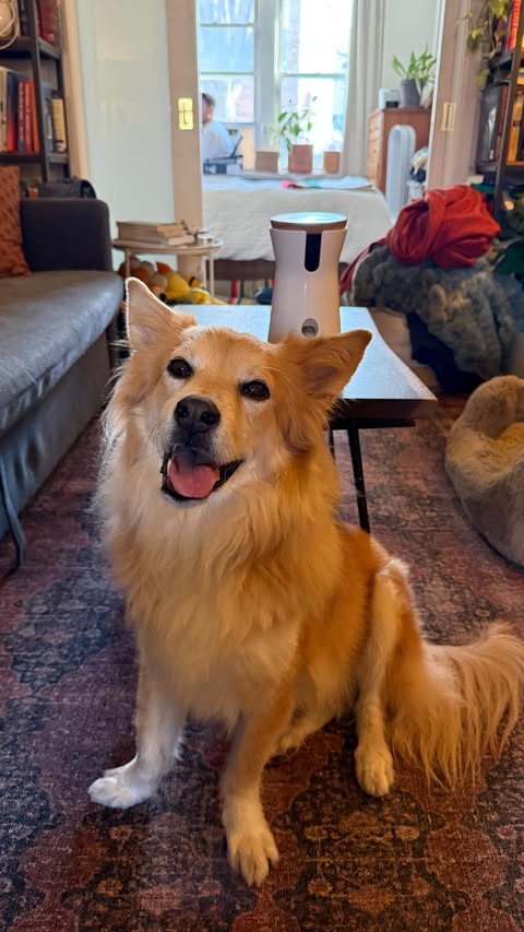 Instagram post by @simonsits for Furbo Pet Camera. Caption reads: [...] so much. So grateful for @furbopetcamera for....