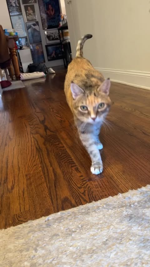 Instagram post by @oliviaandcelie for Trader Joe's. Caption reads: [...] Olivia… all the rest 😆 #christmas....