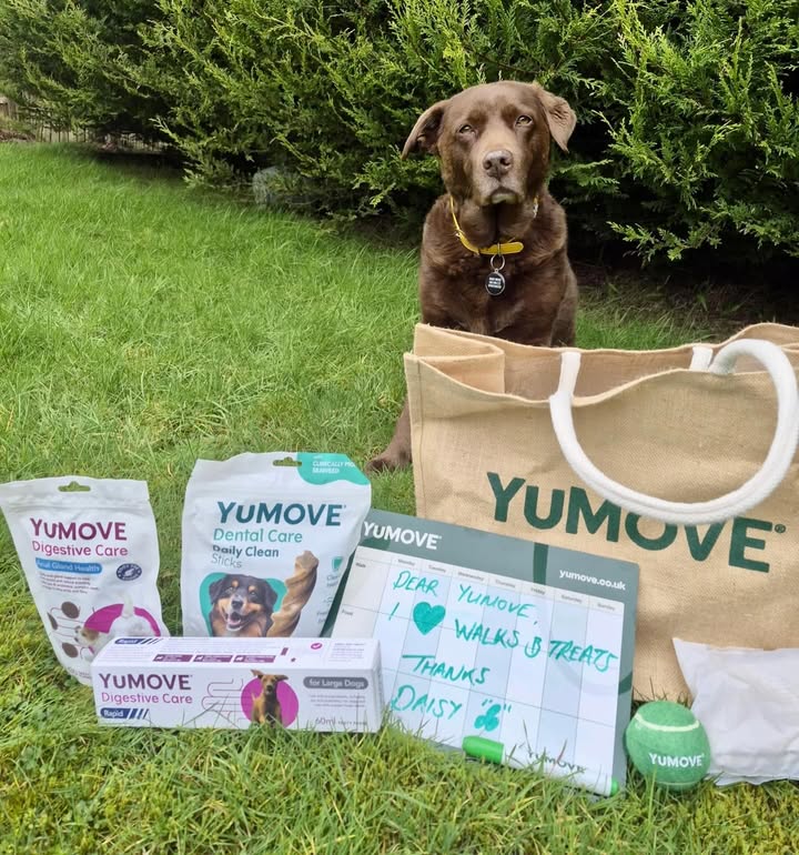 Instagram post by @the_adventures_of_daisydog for YuMOVE. Caption reads: [...] Over But You Can Still Get Great Deals....