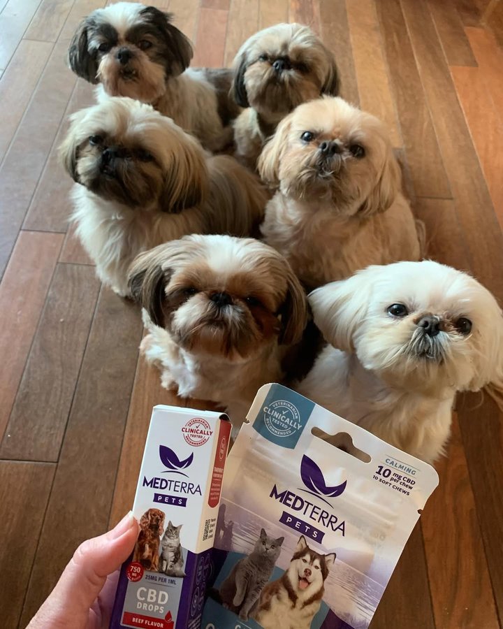 Instagram post by @jerseyshihtzu for The Dog Agency. Caption reads: This year has been quite a ride for most of us!....