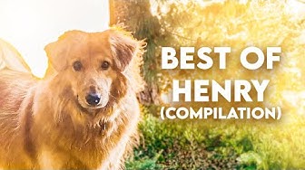 YouTube post by @distractible for Panda Express. Caption reads: Best of Henry (Compilation).