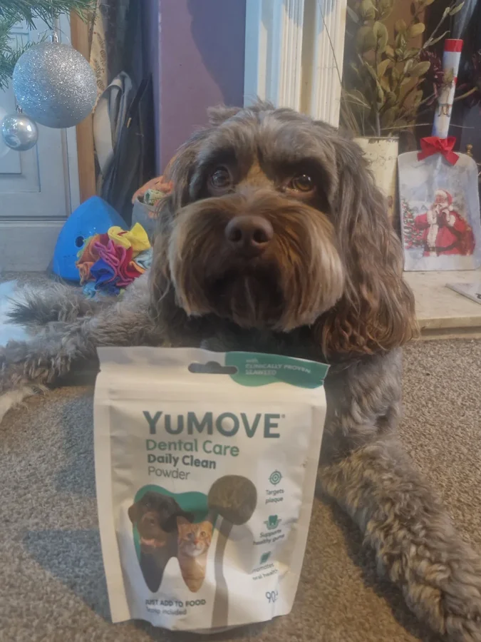 Instagram post by @teddy.the.poo134 for YuMOVE. Caption reads: Happy teefies Tuesday pals, I've got @yumove_uk....