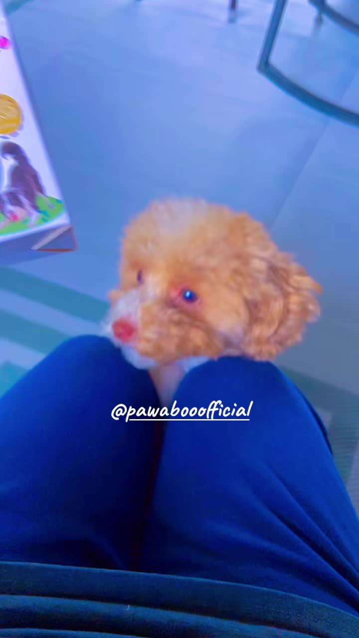 TikTok post by @heidylisseth6 for Pawaboo. Caption reads: Pawaboo BOuncy Ball @pawabooofficial [...].