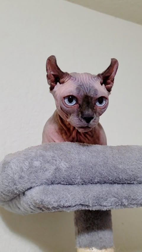 Instagram post by @sphynx.cats for AliExpress. Caption reads: [...] my link or enter search code on AliExpress....
