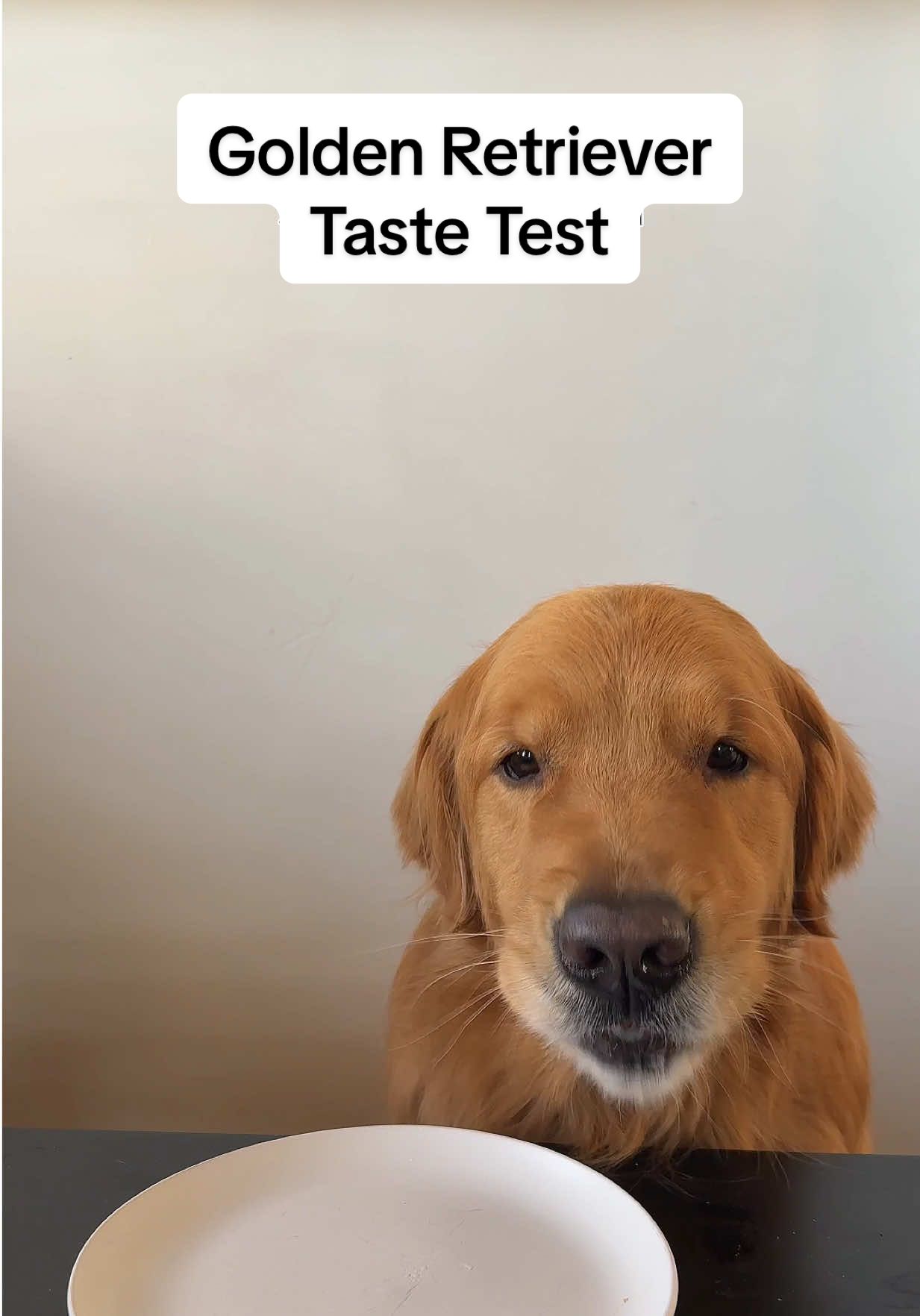 TikTok post by @wally.meets.world for Instinct Pet Food. Caption reads: Wally wants to let you know he found his calling....