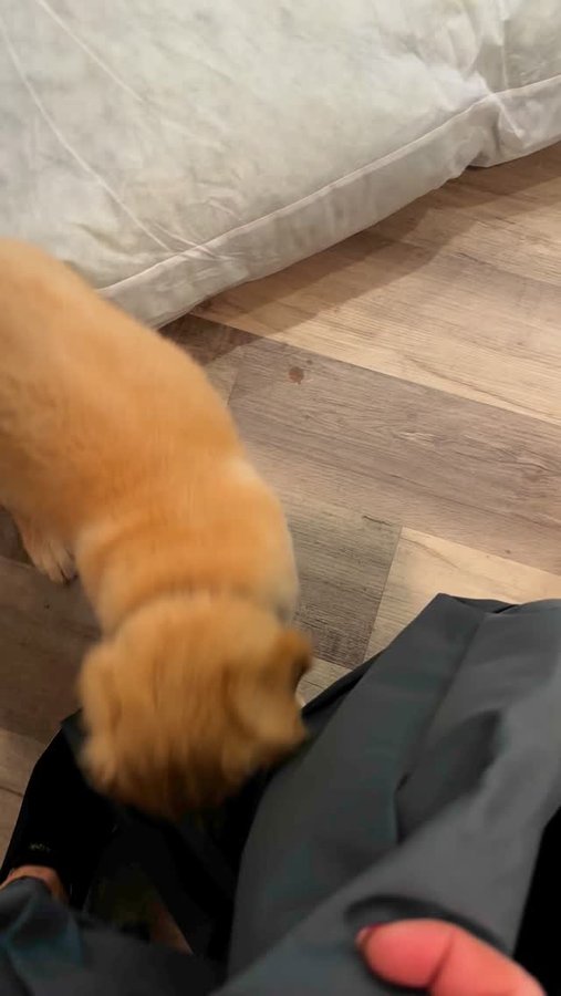 Instagram post by @goodasgoldens for Snoozer Pet Products. Caption reads: Do you think Rooster likes the new waterproof....