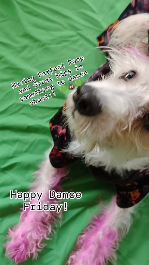 Instagram post by @miley_jo_the_chorkie for Bernie's Best. Caption reads: Yes! Dancing about @bernies.best Perfect poop and....