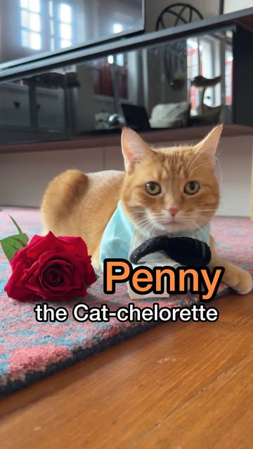 Instagram post by @pennythegingercat for Litter-Robot. Caption reads: [...] toy, the spare human, or the @thelitterrobot....