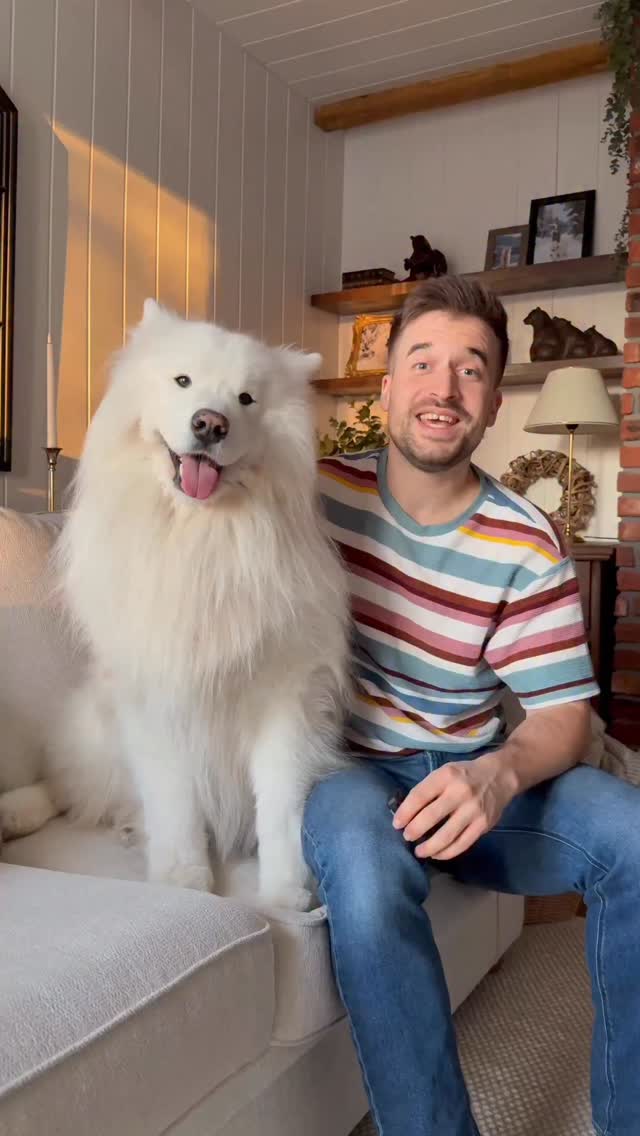 Instagram post by @wanderlust_samoyed for Tractive. Caption reads: [...] ever run away? 😱 *Ad / Werbung The....