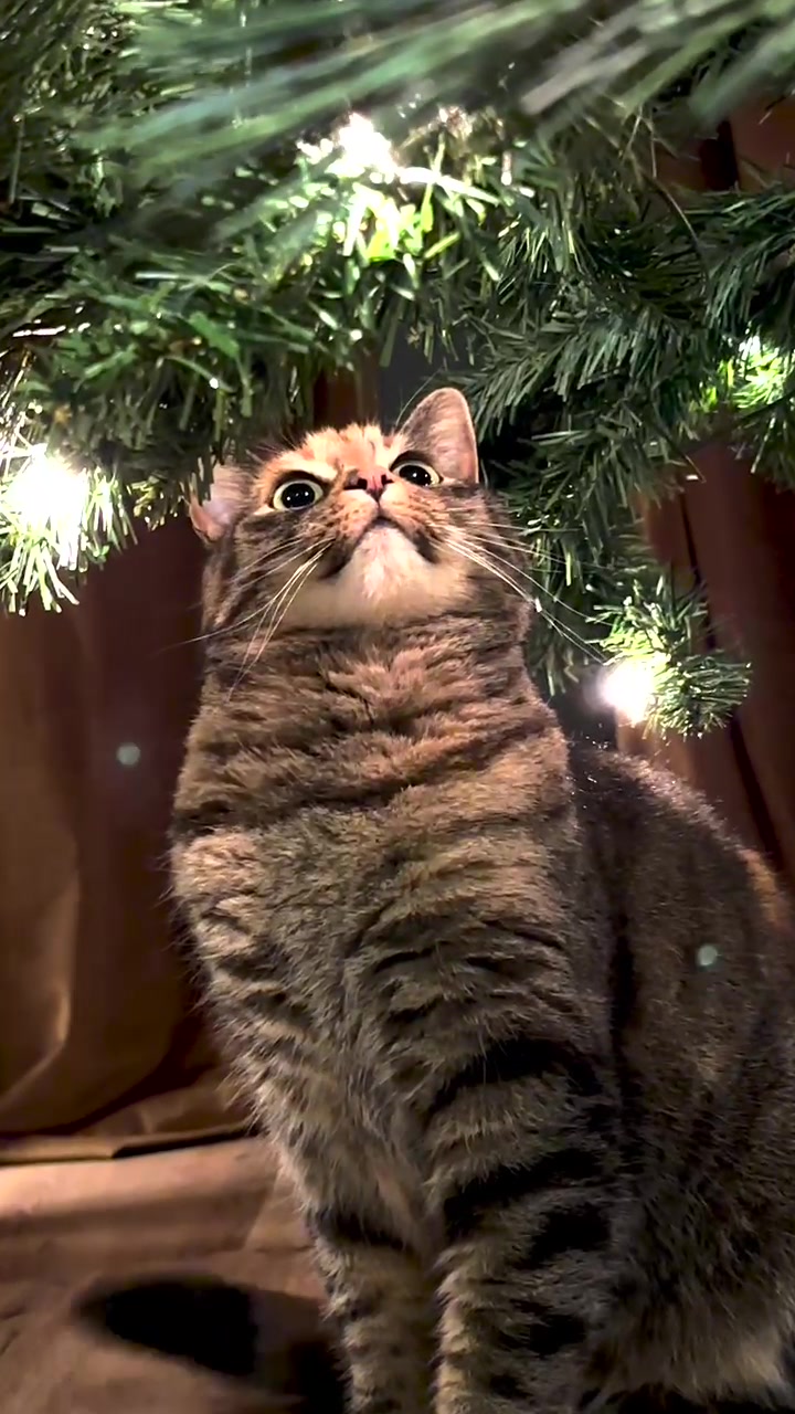 TikTok post by @mother_ofcats_ for Ornament Anchor. Caption reads: Time to stock up on those ornament anchors 🎄....