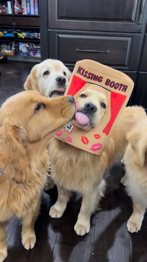 Instagram post by @the3retrievers for Petco. Caption reads: Kissing booth is open and getting lots of action!....