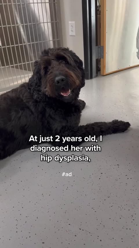 Instagram post by @dogtorkristi for Zoetis Petcare. Caption reads: #ad #ZoetisPartner

Meet Ren, my soul dog. I....