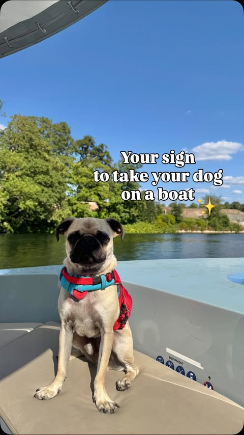 Instagram post by @thehandsomepugs for Dog Furiendly - Dog Friendly Places. Caption reads: You need to take your dog on a boat 🛥️📌 This has....