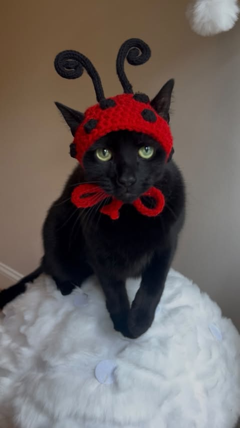 Instagram post by @hats_on_cats_ for Caydo. Caption reads: [...] crafting gadget!!! 😻🧶 #ad I used the Caydo....