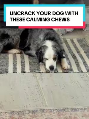 TikTok post by @sundarisocialhaus for Kradle. Caption reads: Extra chill pup coming right up @Kradle My Pet....