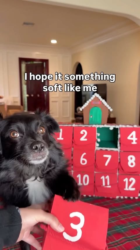 Instagram post by @vaderthebordercollie for Chewy. Caption reads: Sweet Vader boy dog is getting Christmas ready and....