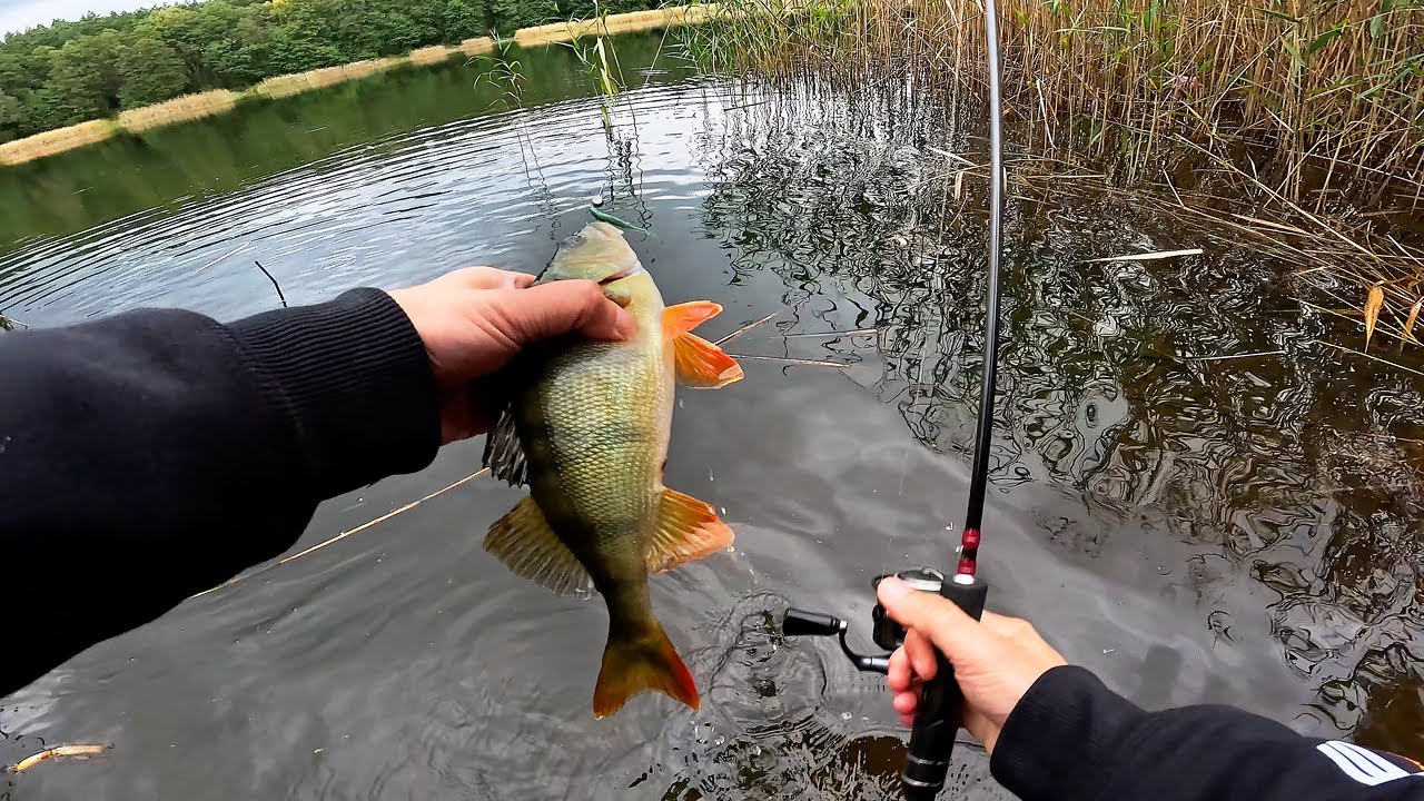 YouTube post by @Pawel_Kukla_Wedkarstwo for Deepersonar. Caption reads: Autumn perch fishing from the shore on the lake!.
