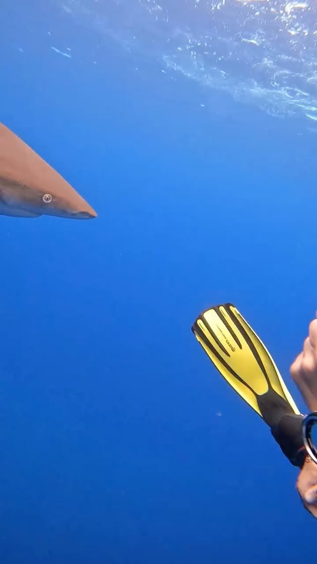 Instagram post by @swisspassionate for Scuba Diving. Caption reads: POV: When an Oceanic Whitetip decides personal....