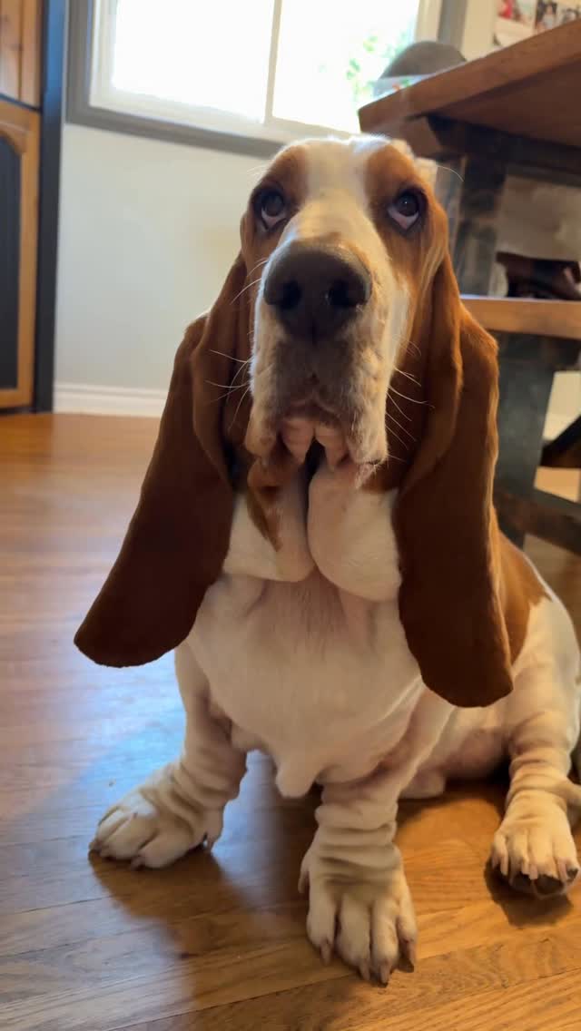 Instagram post by @chuck_thebasset for Winners. Caption reads: On October 3rd,  he asked me what day it was....