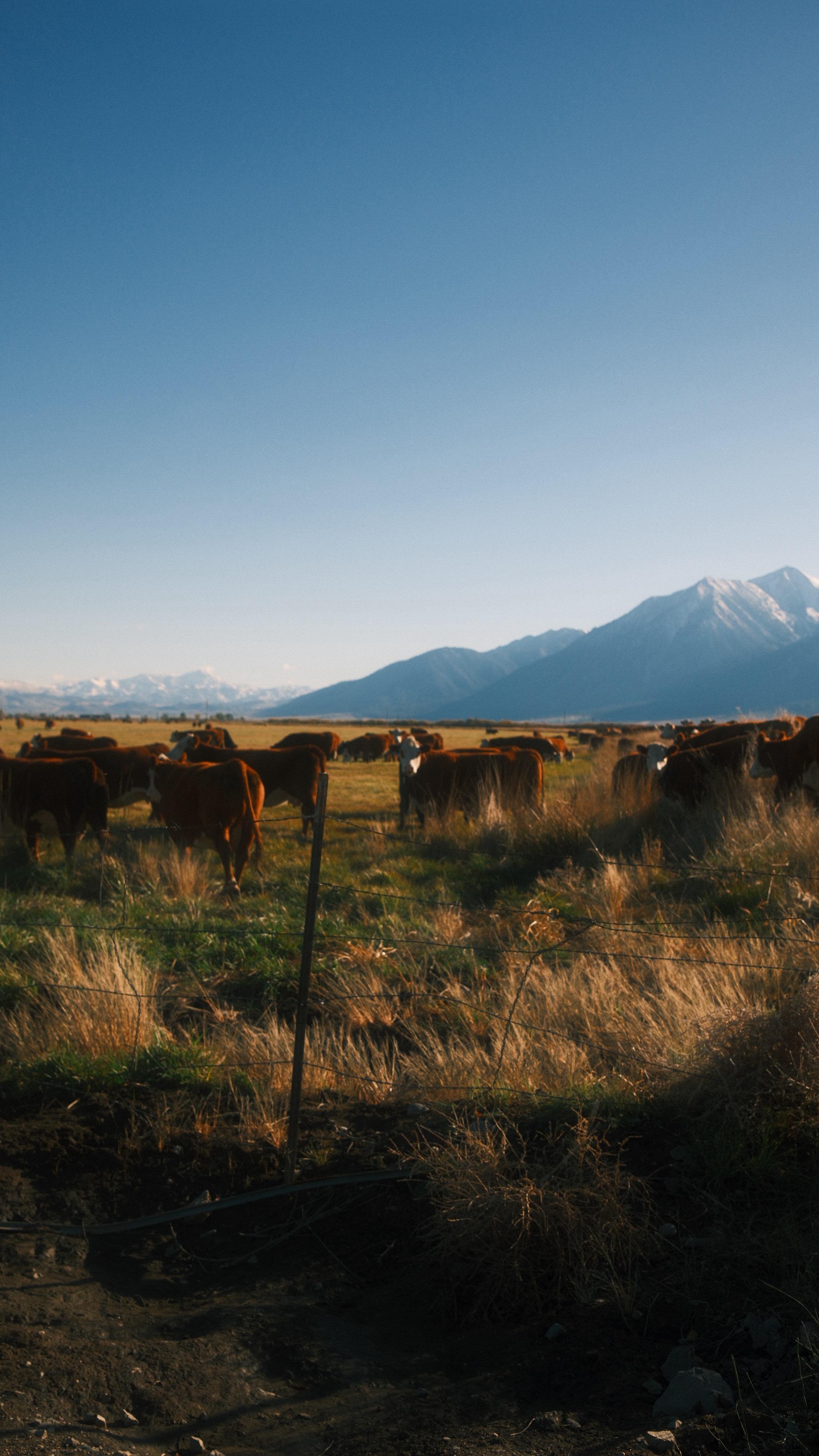Instagram post by @notjustabartender for Huckberry. Caption reads: This might be your chance to live your dreams. #ad....