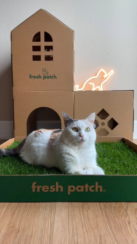 Instagram post by @juniebskis for freshpatch. Caption reads: Thanks to @freshpatch my cozy-season setup just....