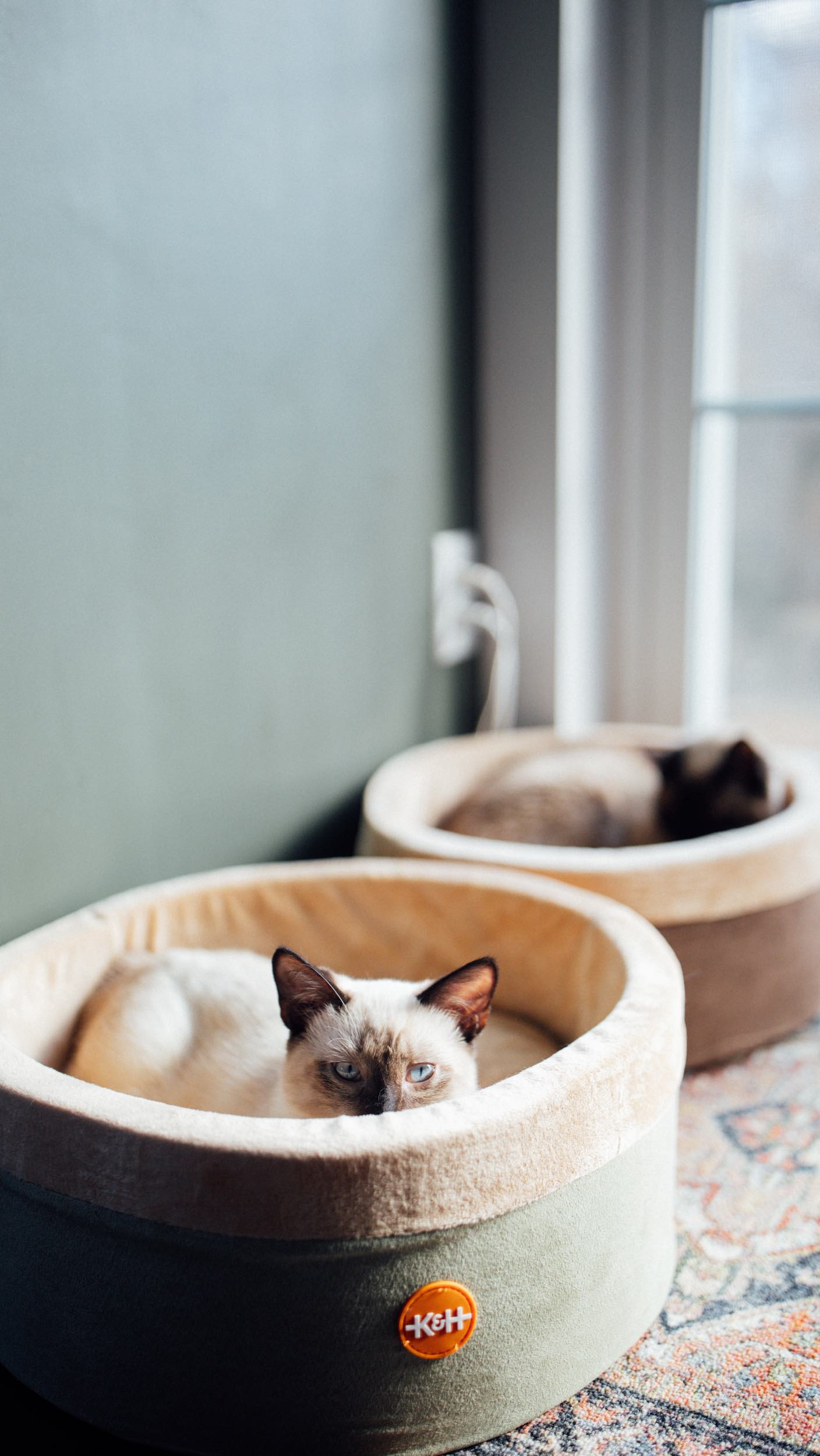 Instagram post by @thedaintysquid for K&H Pet Products. Caption reads: I recently bought the cats a heated bed from....