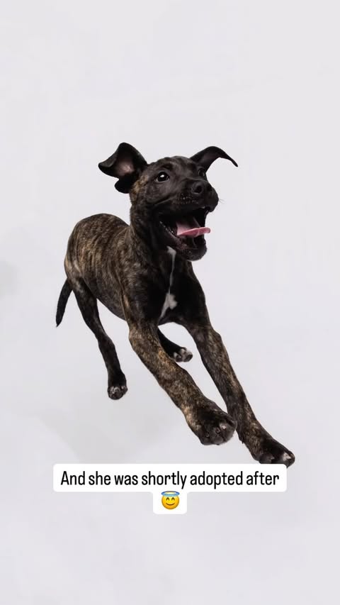 Instagram post by @humanesocietytampa for NaturVet. Caption reads: [...] spotlight was proudly sponsored by @naturvet....