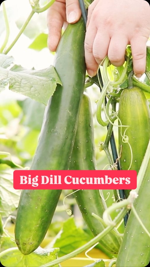 Instagram post by @redleafranch for Ferry-Morse. Caption reads: [...] season thanks to my friends over at....