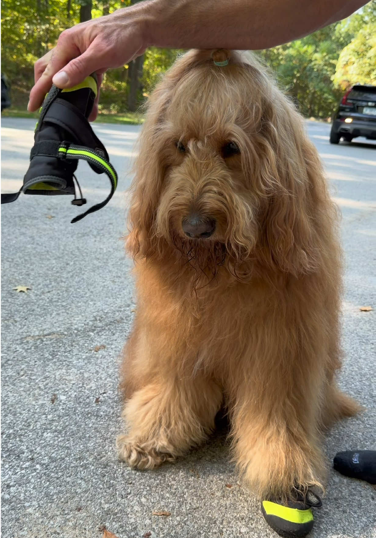 TikTok post by @brodiethatdood for ORIJEN Petfoods. Caption reads: Brodie is giving away an adventure kit! Just....