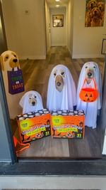 Instagram post by @goodasgoldens for Farm to Pet. Caption reads: [...] Time to get your order in for the @farmtopet....