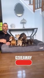 Instagram post by @adam_christman for Big Barker. Caption reads: [...] Alert ‼️ I teamed up with my pals from Big....