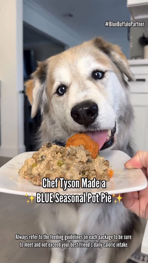 Instagram post by an influencer for Blue Buffalo. Caption reads: [...] Seasonal Pot Pie with @bluebuffalo. 🥂🥧....