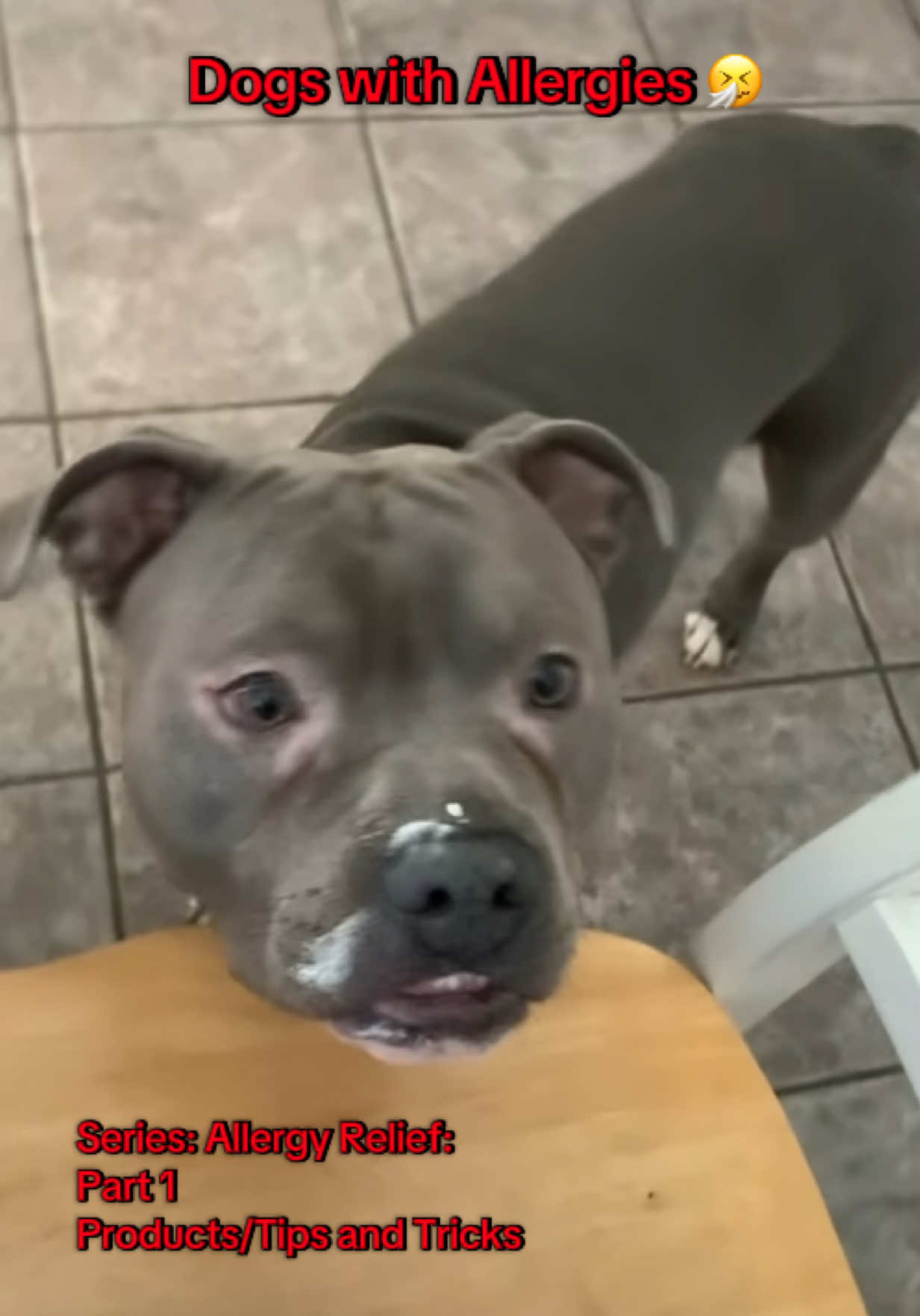 TikTok post by @bluetheinfluencer for Zesty Paws. Caption reads: [...] #tiktokshop #tiktokmademebuyit @Zesty Paws .