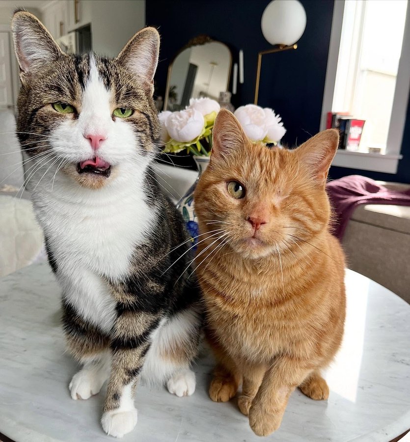 Instagram post by @king.dorito_ for Cats of Instagram. Caption reads: [...] #oneeyedcat #oneeyedcatsofinstagram....