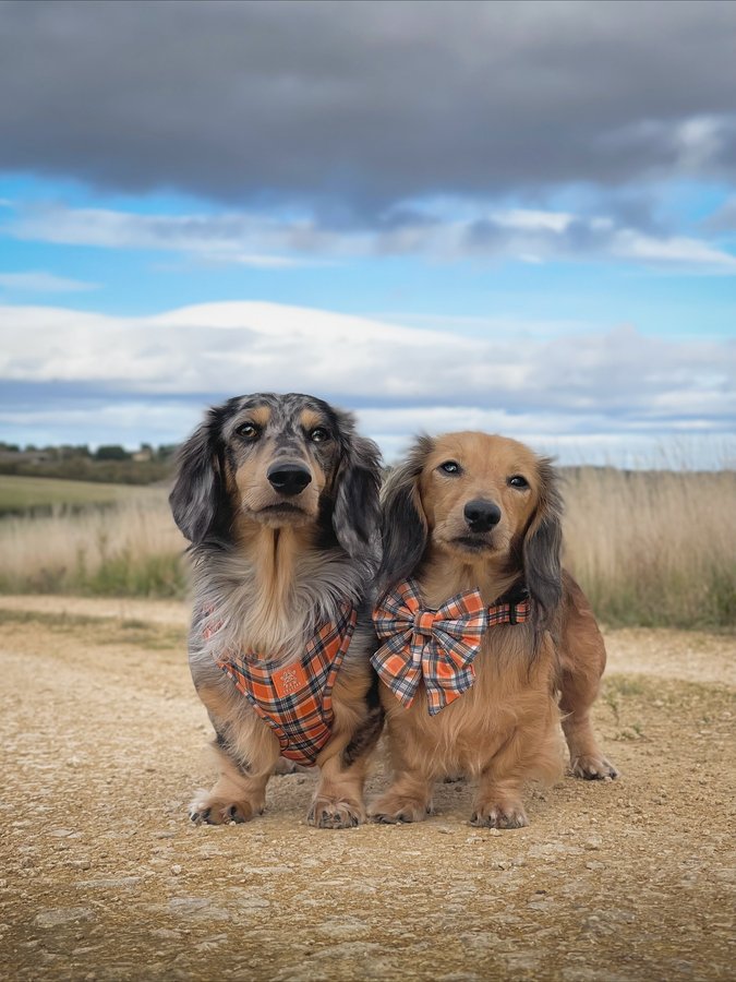 Instagram post by @louie.minidachshund for Paw Couture. Caption reads: [...] Plaid is the newest addition to....