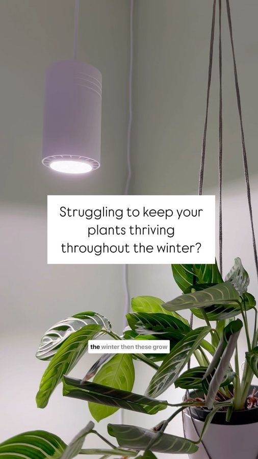 Instagram post by @the.plantylady for Soltech. Caption reads: RUN!🛒🏃‍♀️ My favorite grow lights are on the....