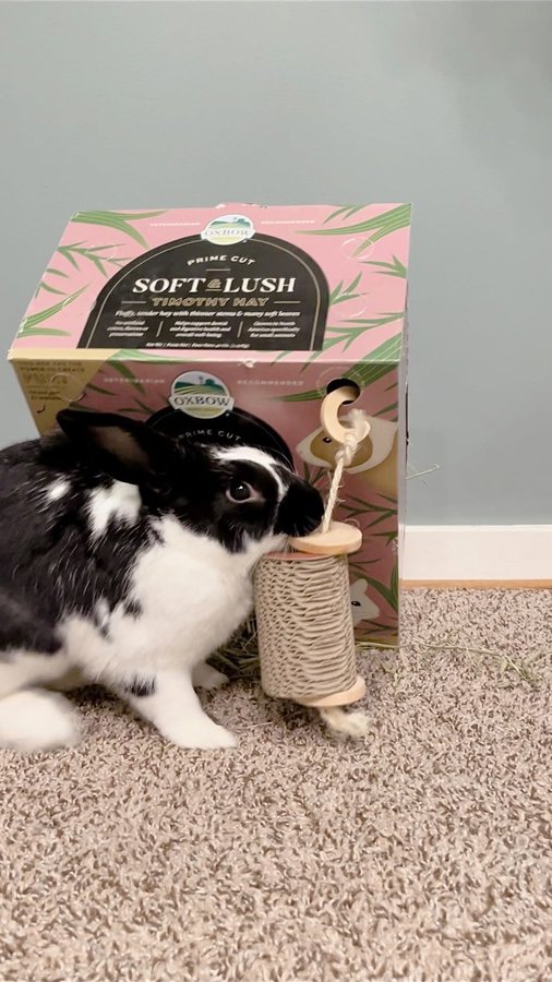 Instagram post by @oreo.thebunnyrabbit for Oxbow Animal Health. Caption reads: Who knew a hay box can be this fun 🤩 This prime....