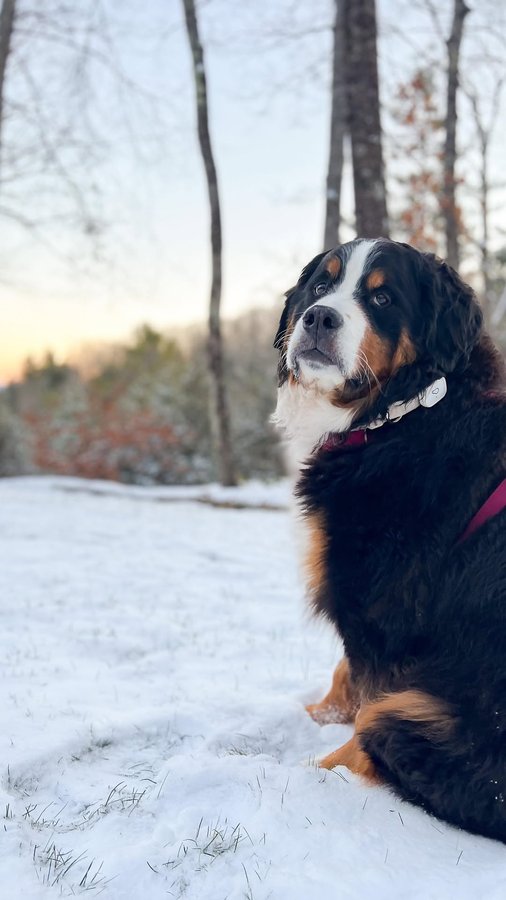 Instagram post by @wafflenugget for Whistle. Caption reads: [...] almost justified in my neurosis. Enter....