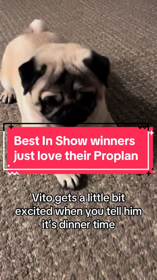 TikTok post by @vito.the.pug for PURINA PRO PLAN. Caption reads: He knows its time for his #proplan !!....