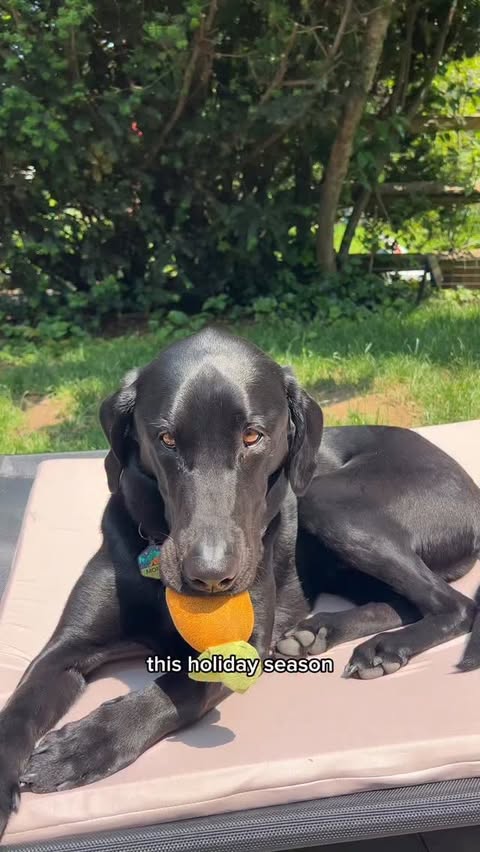 Instagram post by @toosdayswithmorrie for The Farmer's Dog. Caption reads: This November I’m thankful Morrie has his....