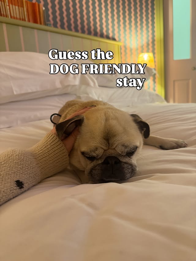 Instagram post by @thehandsomepugs for Dog Furiendly - Dog Friendly Places. Caption reads: Dreaming of a dog friendly seaside escape? 🏖️....