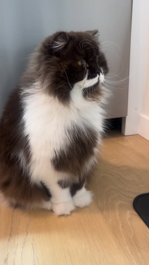 Instagram post by @big.al.fred for Hholove. Caption reads: Alfie-approved for 2 years and counting 😻 The O....