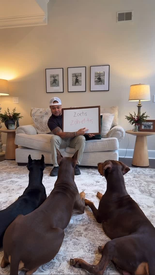 Instagram post by @suavexavier_ for Zoetis Petcare. Caption reads: Check out the @zoetispetcare Breed Explorer and....