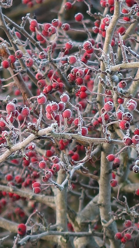 Instagram post by @lydia for FAIRFAX & FAVOR. Caption reads: Ad The Town & Country collection returns… 
After....