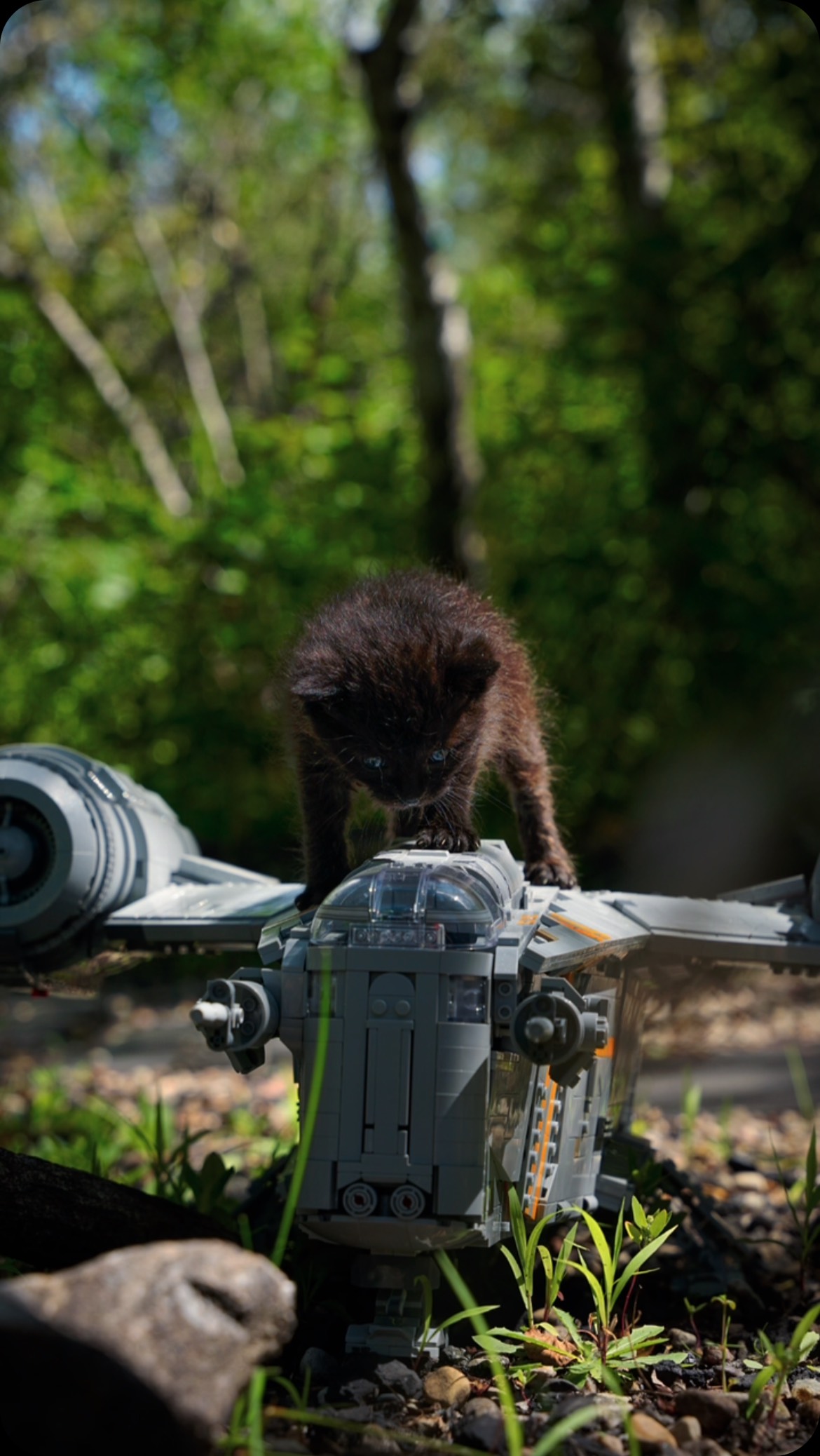 Instagram post by @alx.projekt_v for Cats of Instagram. Caption reads: How did I do?😬

And I haven’t even shared the PB....