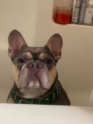 TikTok post by @iamdannivictor for Dog Is Human. Caption reads: Let the healing journey begin! @Dog is Human....