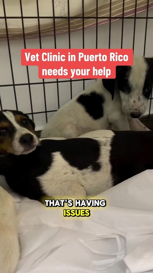 Instagram post by @planetofthejays for GoFundMe. Caption reads: We partnered with @GoFundMe to raise money for....