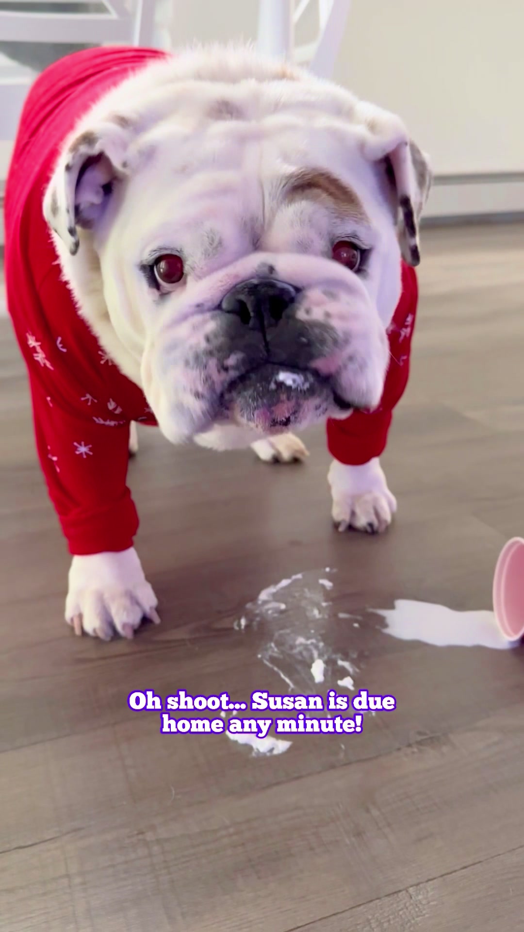 TikTok post by @eggnogthebulldog for Eufy. Caption reads: 2026 goals...stress less! Let the @eufy US Omni S2....